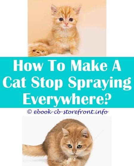 Bromocriptine has been used for urine spraying in cats, with a success rate of 85 neutered rabbits also tend to fight less with other rabbits. 3 Tenacious Tips: When Do Cats Get Spray i cant find the ...