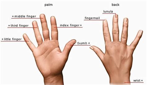 ⬤ our internal organs in english. The Human Body: External and Internal Body Parts in ...