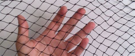 We did not find results for: How to Install Bird Netting - BC Site Service