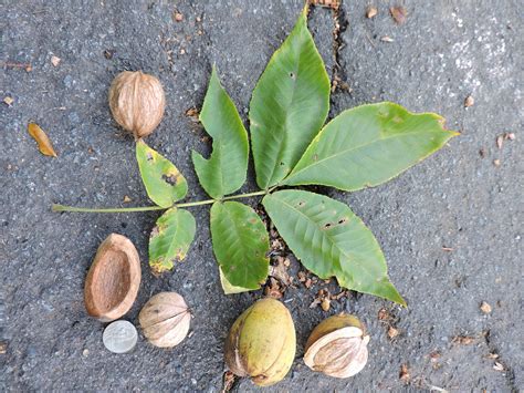 Shagbark hickory syrup is a delicious bonus harvested from hickory trees. Capital Naturalist by Alonso Abugattas: Shellbark Hickory