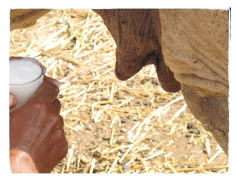 Of Camel urine and milk
