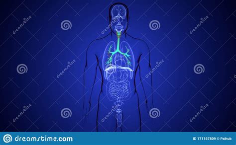 Its main function is to convey oxygen to the lungs, where it can enter the blood stream and to remove carbon dioxide, which escapes from the blood into the lung spaces. 3D Illustration Of Human Respiratory System Lungs Anatomy ...