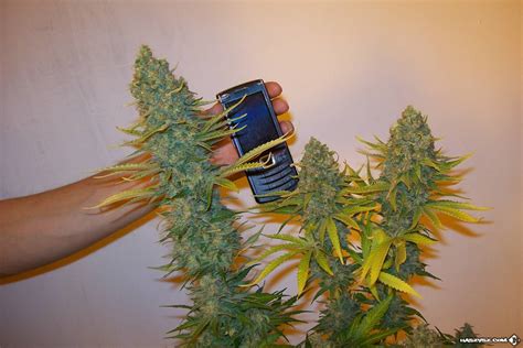 skunk automatic, super skunk automatic (White Label) ; Royal AK Automatic (Royal Queen Seeds ...