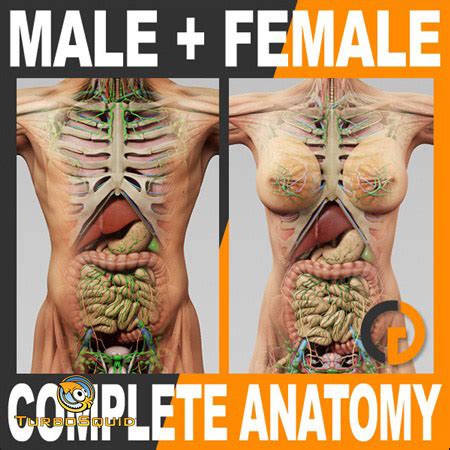 See female human anatomy stock video clips. TurboSquid Human Male and Female Complete Anatomy » Daz3D ...