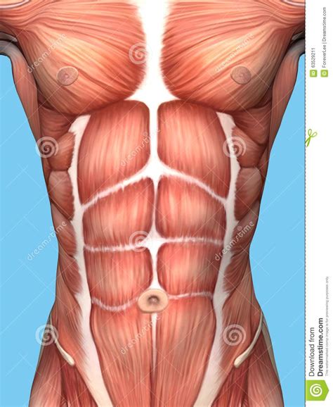 Starting with the rhomboid muscle divided. Muscle Anatomy Of Male Chest. Stock Illustration ...