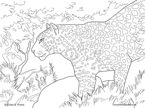 You can use our amazing online tool to color and edit the following printable realistic animal coloring pages. Crista Forest's Animals & Art: Leopard Coloring Page for Kids