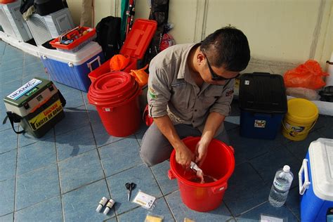 Definisi/arti kata 'telinga' di kamus besar bahasa indonesia (kbbi) adalah n 1 organ tubuh untuk mendengar; Cara Buat Umpan Pancing Ikan Telinga Gajah - Umpan