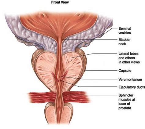 Male human anatomy vector diagram. Advanced Healthcare - Chiropractor in Toronto, ON, Canada ...