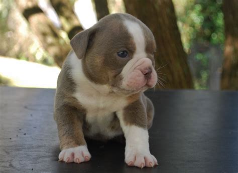 If you get your pup right out of the litter, then there are certain stages to keep track of and certain milestones or rated as one of the most expensive bulldog breeds, the initial price of this dog can be as little as $1,500 and can read up to $4,000! English Bulldog Rare Color Chart - Animal Friends
