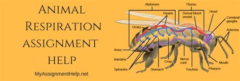 A series of metabolic processes that take place within a cell in which the biochemical energy is harvested from an organic substance (e.g. Animal Respiration Assignment Help | Direct, Indirect ...