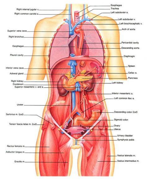 Female anatomy includes the external genitals, or the vulva, and the internal reproductive organs. Women Lower Human Anatomy Anatomy Of Lower Back Images ...