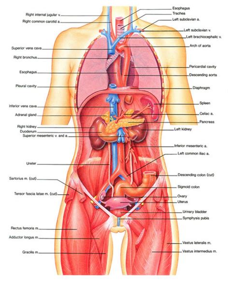 The human body is like a machine, uniquely designed and consisting of various biological systems, these systems are run by the internal organs of the body. Women Lower Human Anatomy Anatomy Of Lower Back Images Human Learni On Surface Landmarks ...