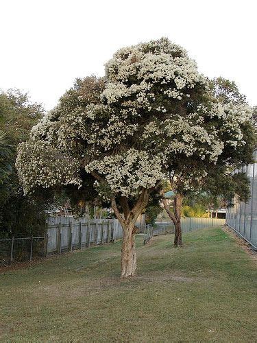 Deciduous trees also facilitate diversity within other species groups, such as insects and birds 6. Pin on Garden_Plants_Trees