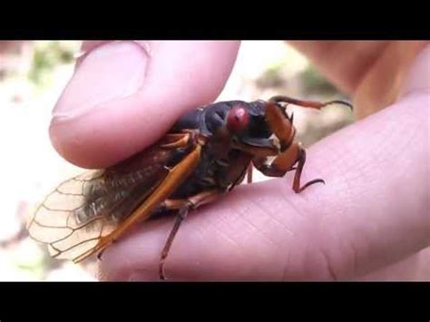 The science behind their deafening sound. cicada sounds - dtl