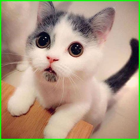 Maybe you would like to learn more about one of these? Gambar Kucing Lucu, Imut dan Paling Menggemaskan Sedunia ...