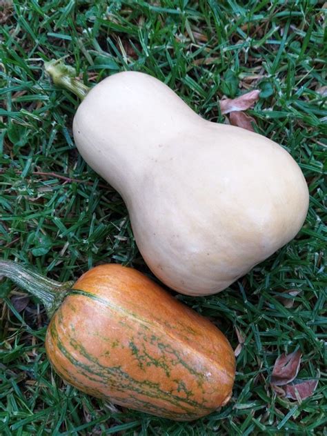 How to grow butternut squash. Growing Butternut and Honeynut Squash | Honeynut squash ...