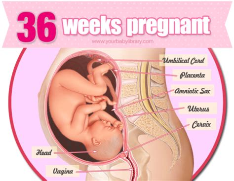 5 hal ini ternyata tanda persalinan makin dekat. Tanda Tanda Nak Bersalin 36 Minggu - sanx-xox