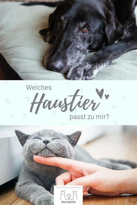 Aber welches bett passt zu ihnen? Welches Haustier passt zu mir? Finde es hier heraus! (mit ...