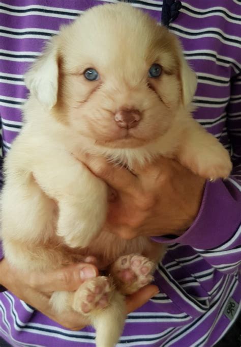 Aussies mit nbt haben keine einschränkungen und keine gesundheitlichen nachteile durch die verkürzte rute. Cuccioli Primavera 2020 anche NBT