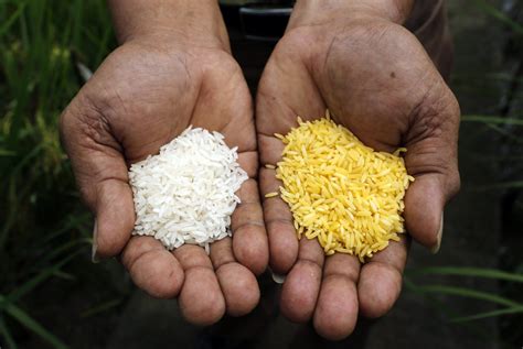 We need vitamin a for healthier skin, immune systems, and vision. Lessons from the "Golden Rice" Debate - Social Enterprise ...