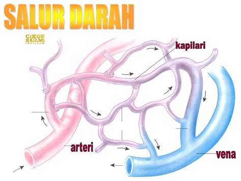 Jantung adalah organ yang mempunyai ruang kosong, berbentuk kon, terletak diantara peparu dan di belakang tulang rusuk. Noorsakila Ahmad_Muhd Faizirull: SAINS TINGKATAN 3 [BAB 2 ...