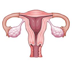Vagina (Scheide) - inneres weibliches Geschlechtsorgan ...