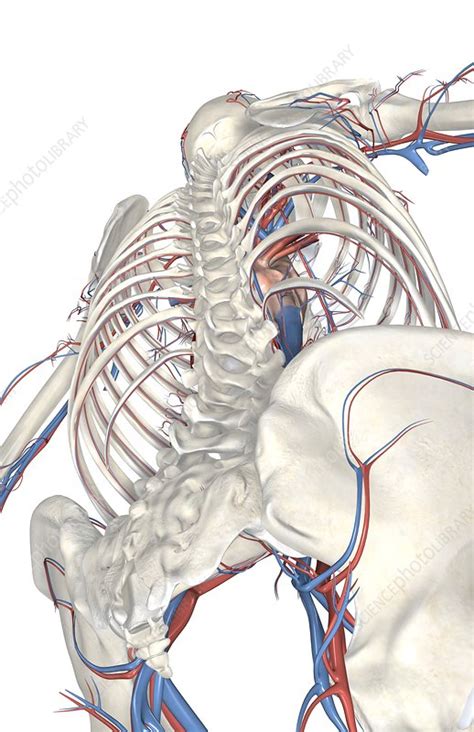 The left ventricle of the heart pumps oxygenated blood into the aorta. The blood vessels of the upper body - Stock Image - C008/2303 - Science Photo Library