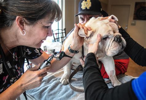 Daniel beer, dvm theresa cranny, dvm. 'They saved my best friend': Clinic offers veterinary care ...