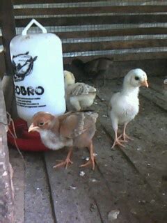 Isi video ini kami rangkum dari berbagai sumber, baik berupa gambar maupun video. JUAL AYAM DAN ANAK AYAM SABONG PHILIPINA