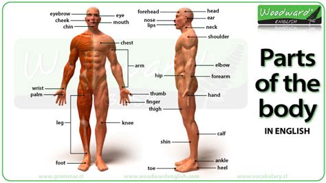 This article contains a list of human body parts names. Parts of the Body in English Video | Woodward English