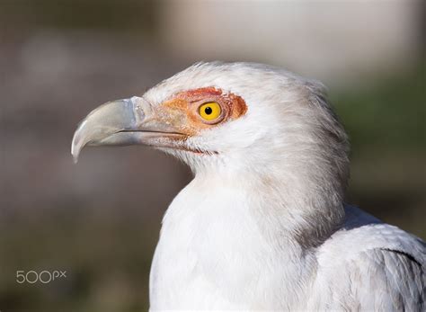 Palm Nut Vulture - A Palm-Nut Vulture, also known as a 