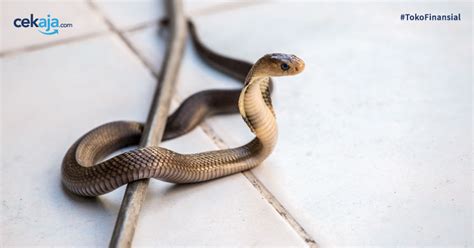 Cegah ular memasuki rumah anda. Cara Mencegah Ular Masuk Rumah Pasca Banjir: Ikuti 5 Cara Ampuh Ini
