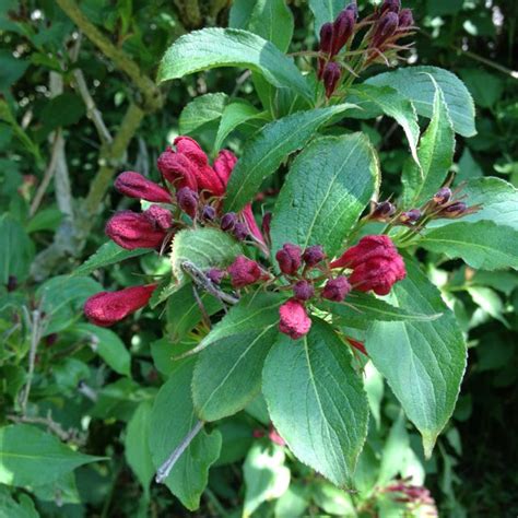 Cerasus, but phylogenetic research indicates they should be a section of prunus subg. Red flowering bush. Langeland, Denmark. | Jardim