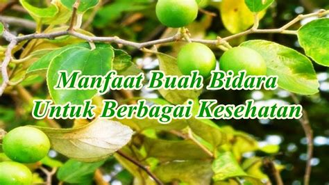 Contextual translation of buah bidara into english. Manfaat Buah Bidara Untuk Berbagai Kesehatan - YouTube