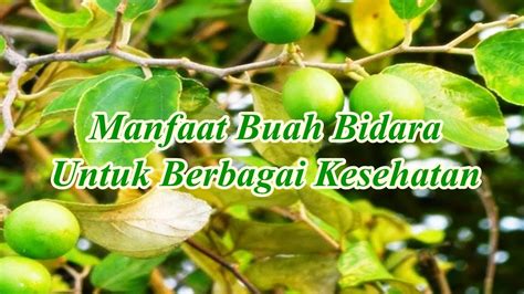 Jangan sampai getah yang menetes mengenai daun. Manfaat Buah Bidara Untuk Berbagai Kesehatan - YouTube