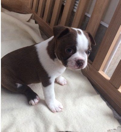 The stylish tuxedo coat can be white and either black, brindle, or seal (black with a red cast when viewed in sun or bright light). Boston Terrier Puppies For Sale | Richmond, VA #184577