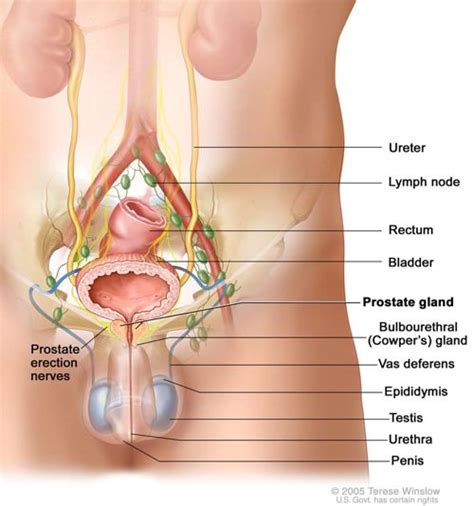 To do the procedure, your doctor will slide a gloved finger into your rectum, then massage or. Sensual Prostate Massage for Extra Pleasure and Health