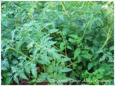 It appears on the bottom of the tomato as a. giving tums to tomato plants