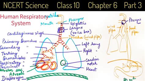 Basically, the task of any vascular surgery lower extremity artery diagram loom should be to thoroughly channel your vascular. Respiration: Types, Pathways & How to draw Human ...