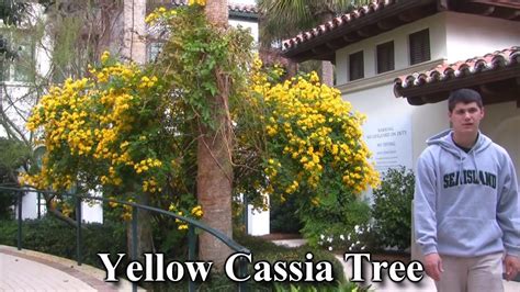 In arizona most jewelflowers are white. *Yellow Cassia Trees* +Yellow Flowering November ...