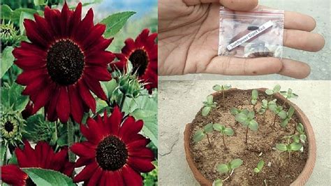 Sunflowers are easy to grow from seed planted in the early spring, mid spring, or even this timing involves sowing sunflower seeds indoors under grow lights and then transplanting the seedlings knowing when to plant sunflowers is only part of your success. How to grow Sunflower from Seeds? Grow Sunflower Red from ...