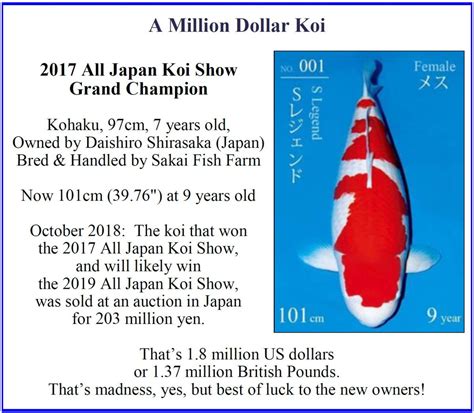 How much does it costs to make a koi fish pond? How much do Koi cost? | K.O.I.