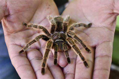 They are a group of hairy, often very large spiders belonging of which approximately as large spiders, tarantulas have very powerful fangs and are capable of delivering a sizable quantity of venom. Study Shows Tarantulas Run Faster in Warm Weather | Time