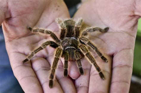 Tarantulas (theraphosidae) are among the largest spiders in the world. Study Shows Tarantulas Run Faster in Warm Weather | Time