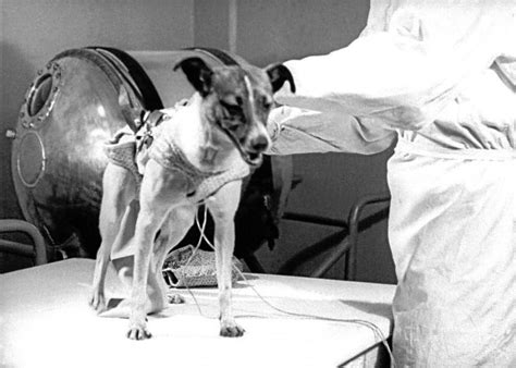 We did not find results for: Laika: The 1st Communist Astronaut Dog in Space & Sputnik 2