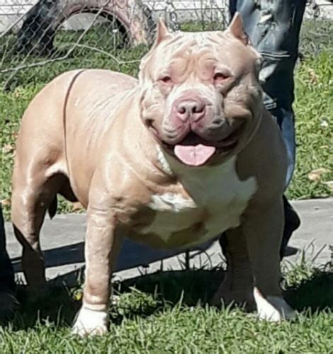 The first american bully was bred in the united states between 1980 if you see pocket bully, micro or xxl varieties advertised by breeders, be aware that these. XXL American Bullies in Alabama