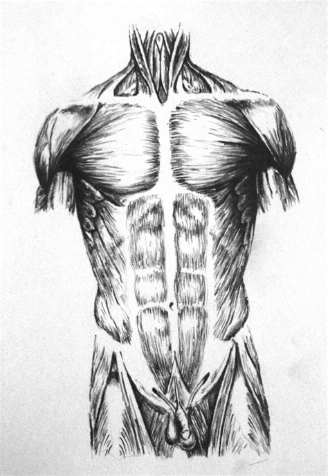 Drawing anatomy for beginners can feel overwhelming at first because there are so many muscles on the body. Pin by Thalia Camille on Anatomy | Drawings, Male torso ...