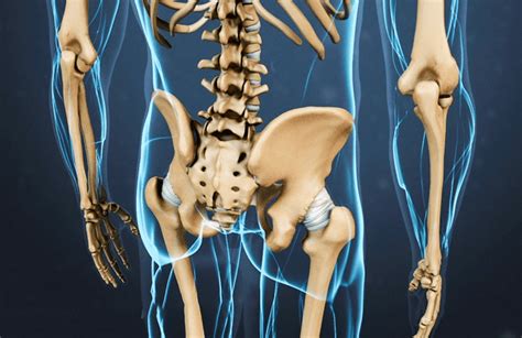 These bones are connected at the back with specialized joints. Ultimate Guide To Lower Back Pain » OrthoVaughn