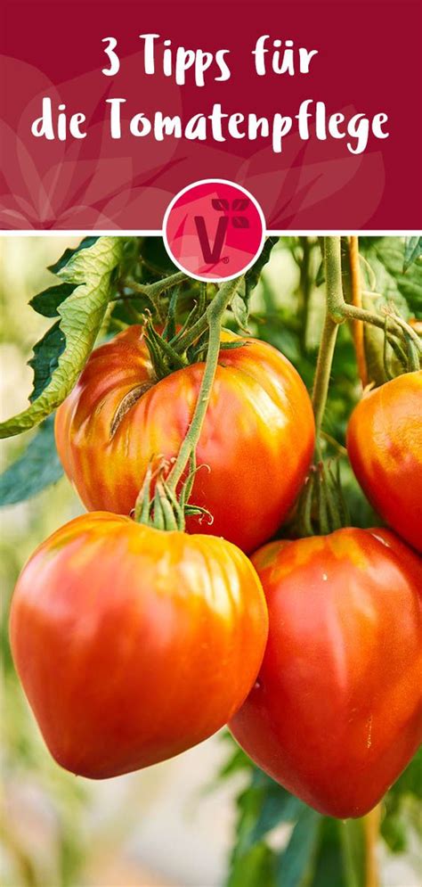 Was muss beachtet werden, wenn tomaten auf dem balkon gehalten werden? Pin auf Tipps, Ideen & Inspiration für Balkonien