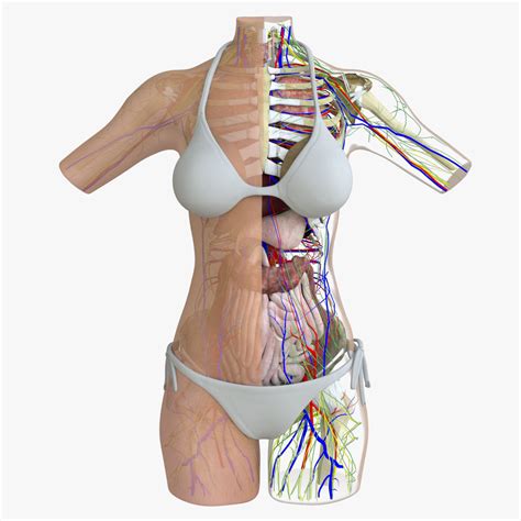 Integumentary system of the upper torso. 3D model Female Torso Anatomy | CGTrader